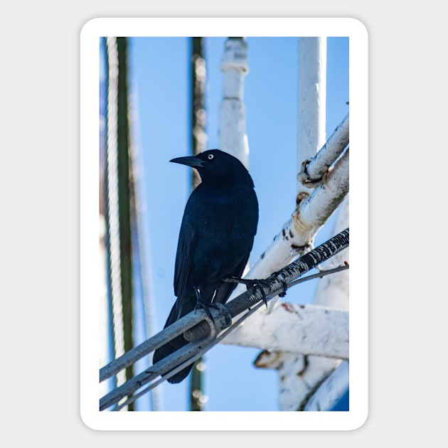 male boat-tailed grackle Sticker by KensLensDesigns